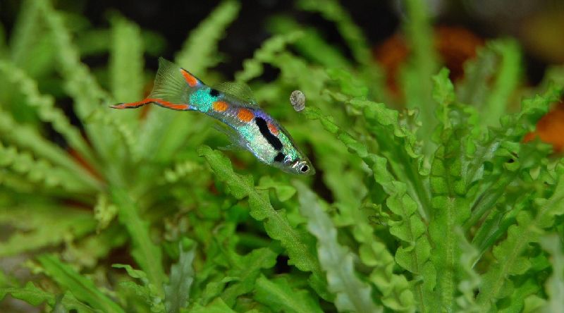 endlers livebearers