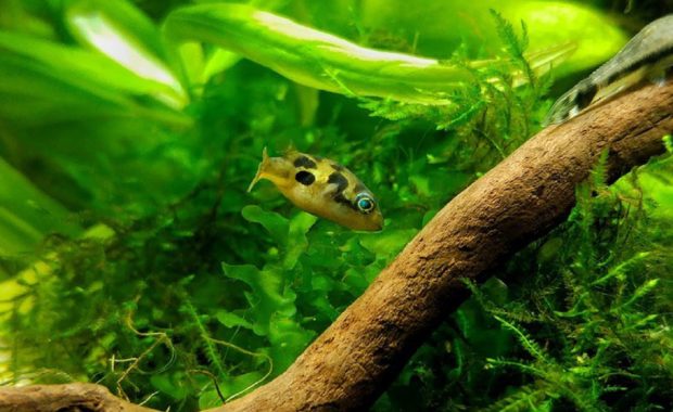 10 Small Freshwater Fish for Nano Aquariums (The Ultimate Guide)