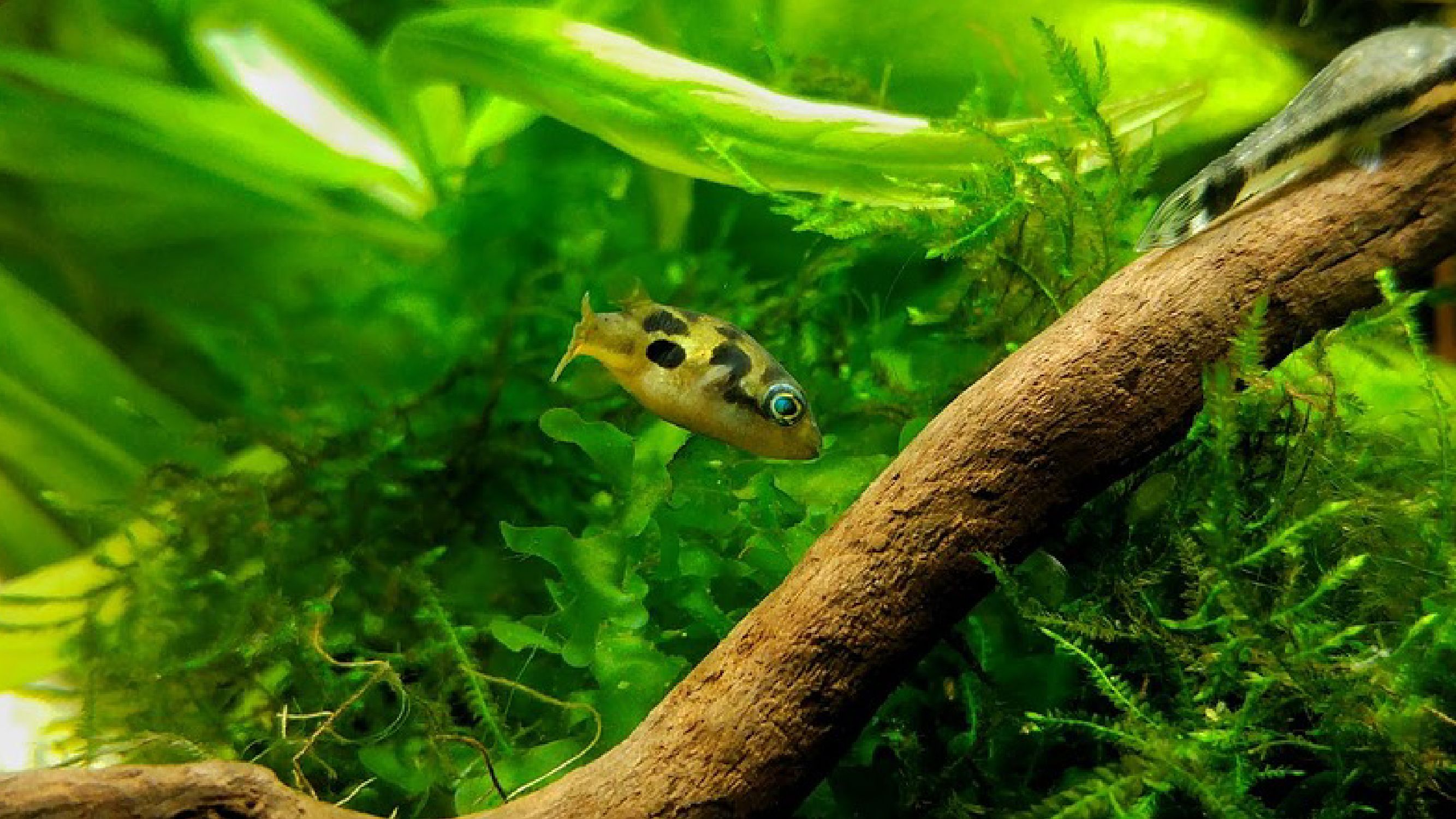 freshwater nano fish