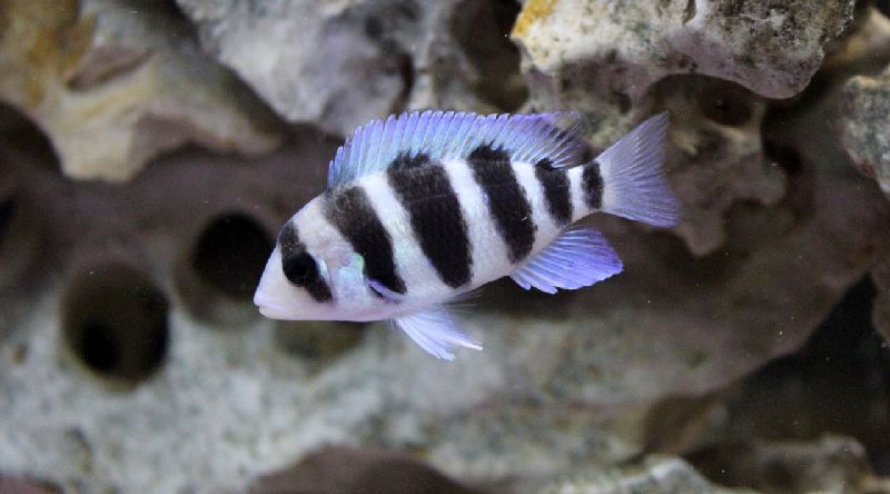 frontosa cichlid