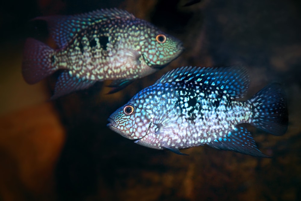 green texas cichlid