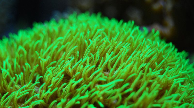 green star polyps