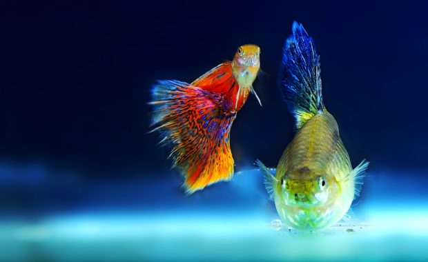 14 Awesome Guppy Tank Mates (Compatibility Guide)