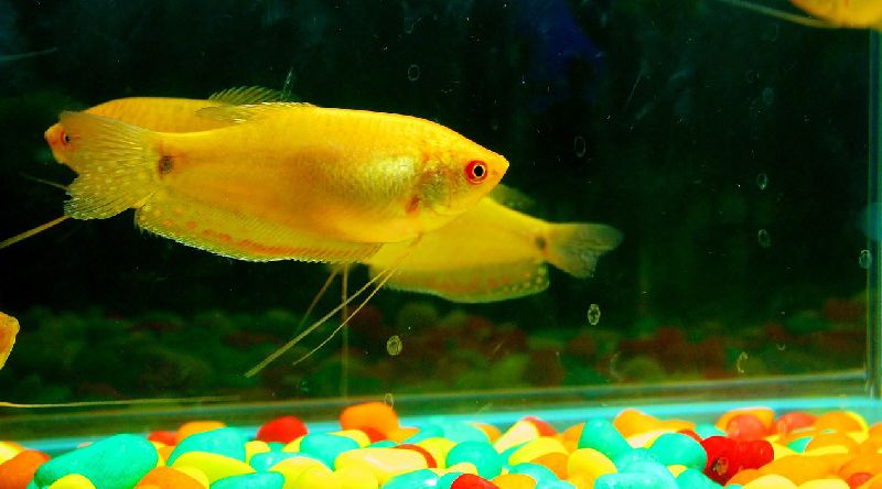 honey gourami