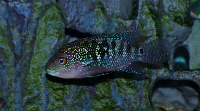 jack dempsey cichlid