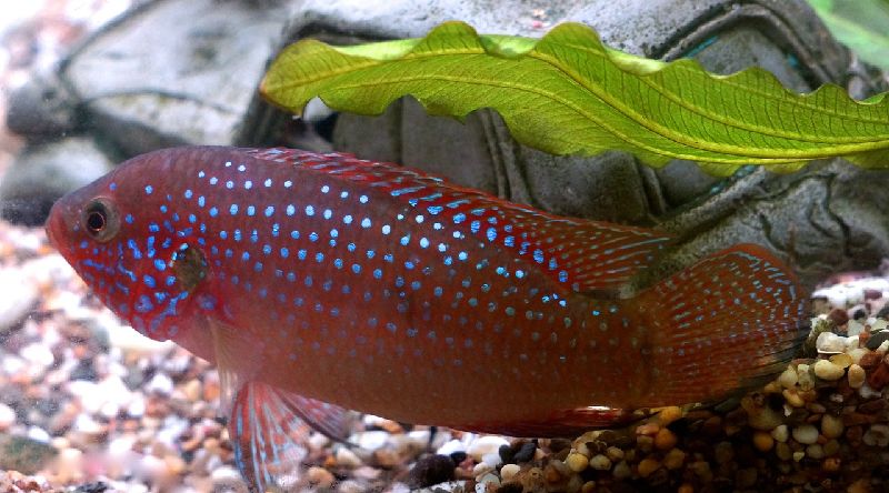 jewel cichlid