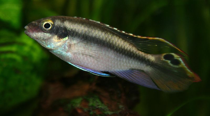 kribensis cichlid