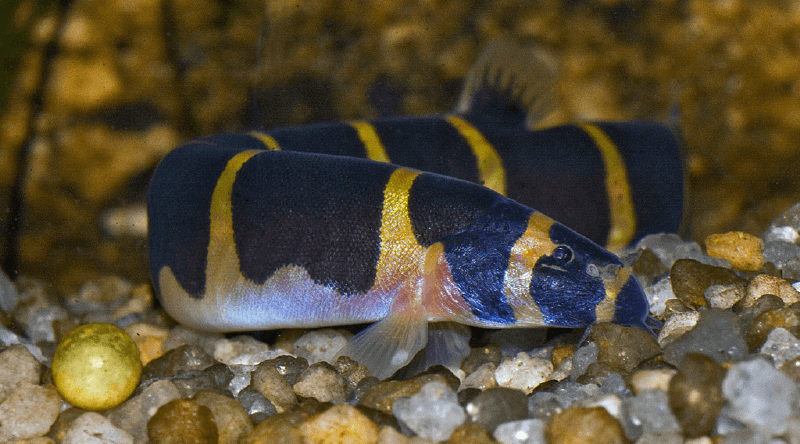 unique fish tanks