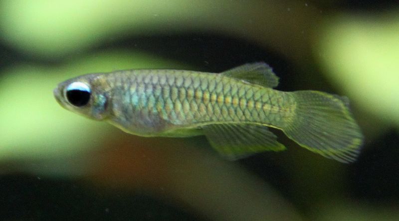 lampeye killifish