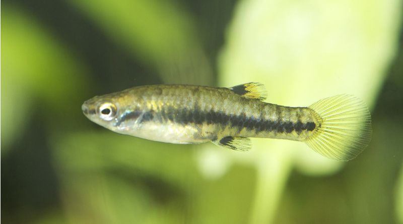 least killifish