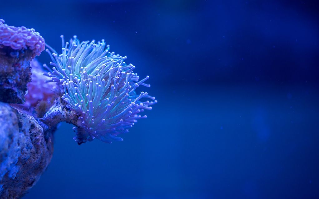 led reef lighting