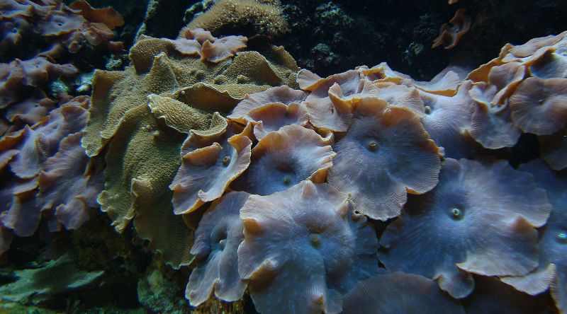 mushroom coral