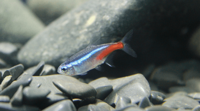 neon tetra