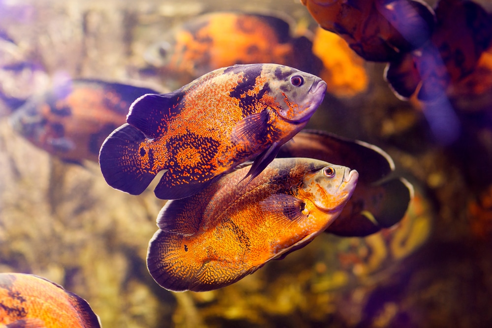 Oscar fish (Astronotus ocellatus)