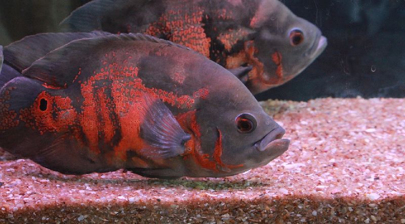 beautiful cichlid fish