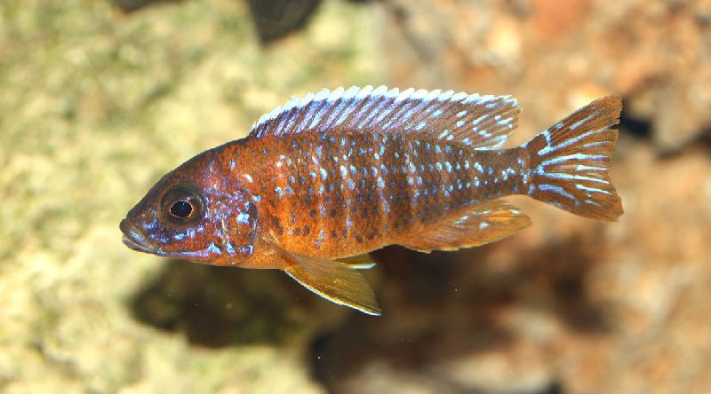 beautiful cichlid fish