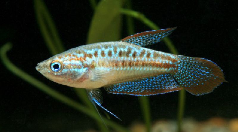 pygmy gourami