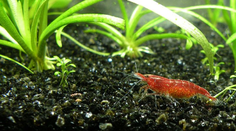 red cherry shrimp