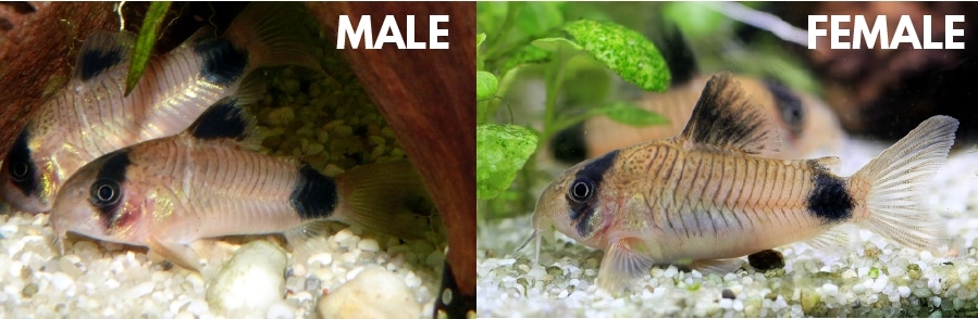 Cory Catfish Corydoras Experts Care Breeding Guide Be Settled Cory Catfish Corydoras Experts Care Breeding Guide Be Settled