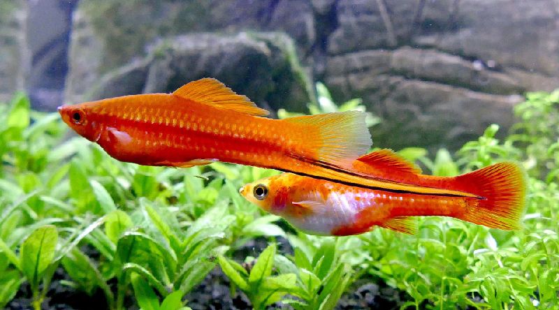 Swordtails