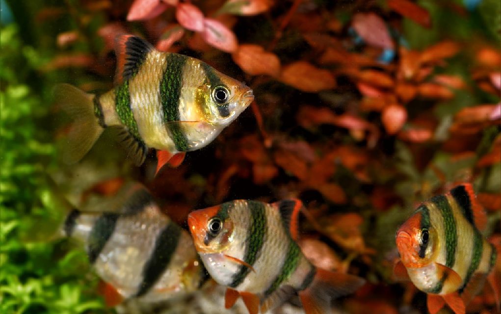 common freshwater fish pets