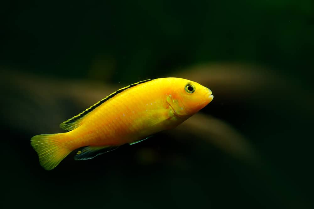 yellow lab african cichlid