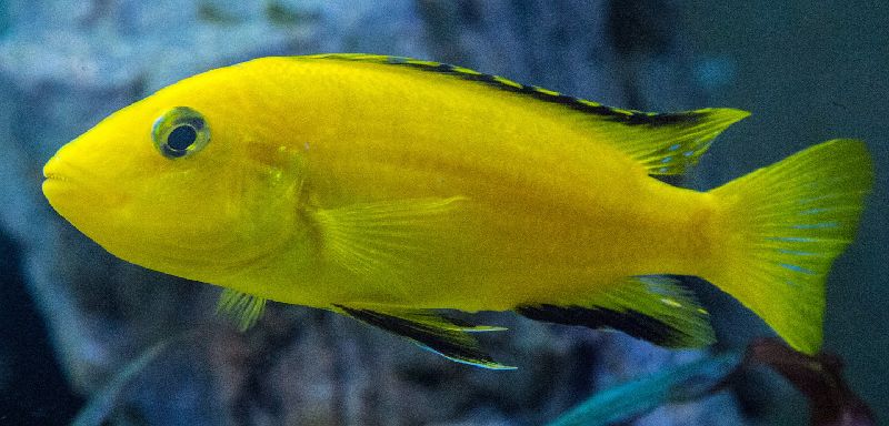 yellow lab cichlid