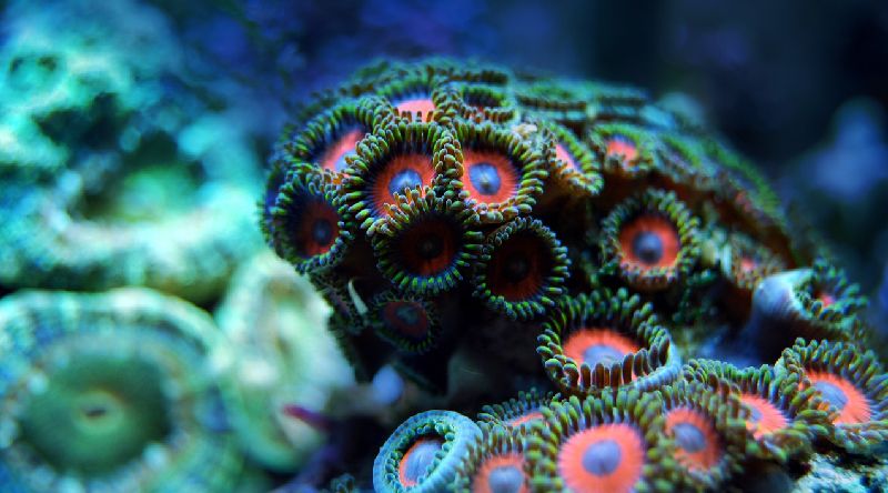 zoanthids