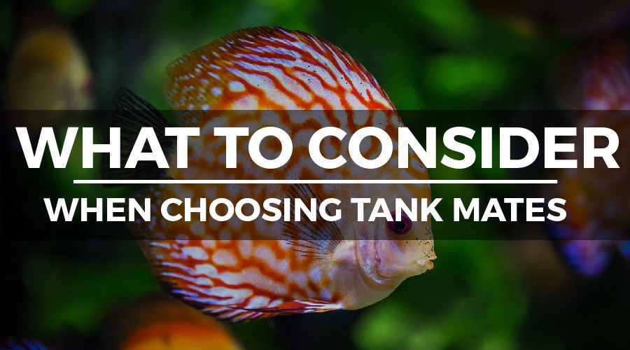 CHOOSING DISCUS TANK MATES