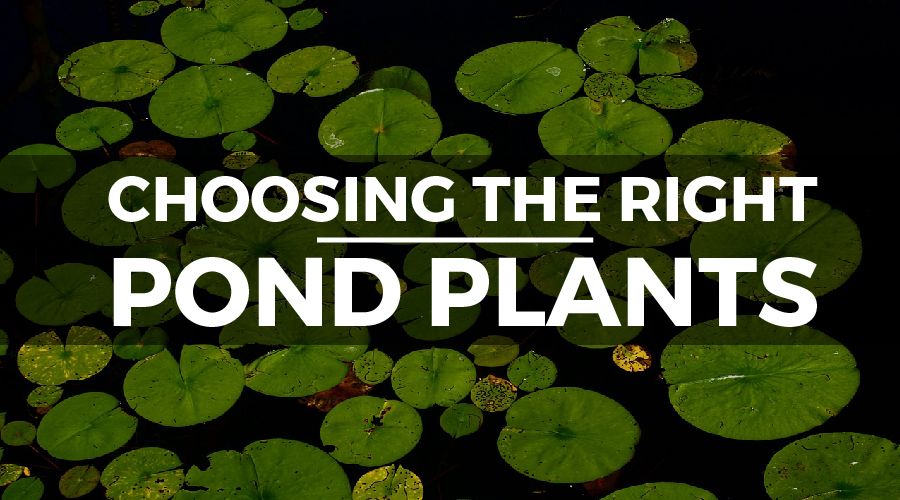 choosing pond plants