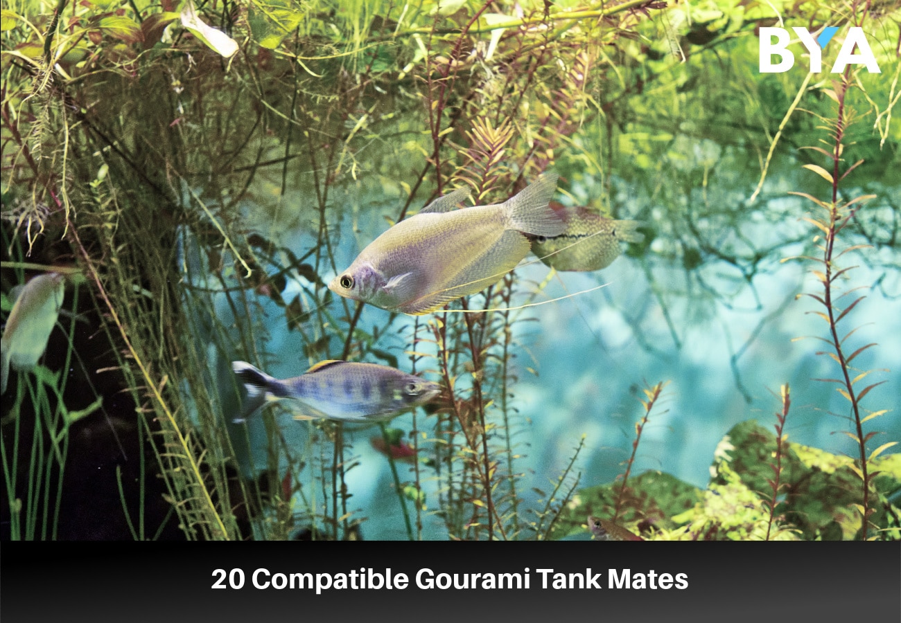 Compatible Gourami Tank Mates