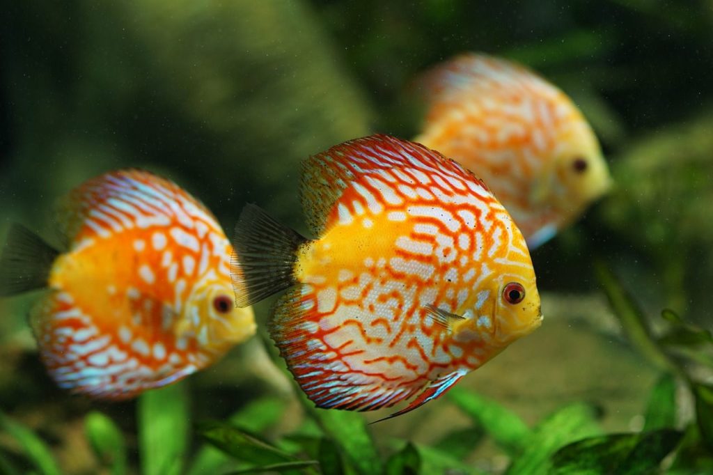 DISCUS