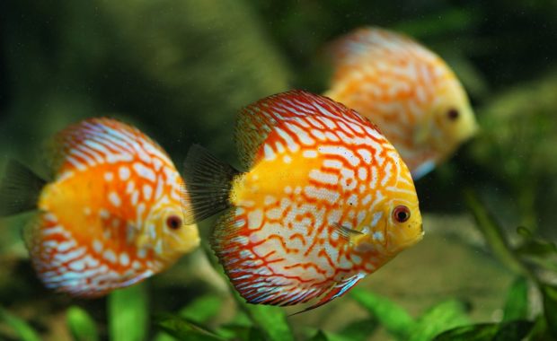 9 Perfect Discus Tank Mates (Complete Compatibility Guide)