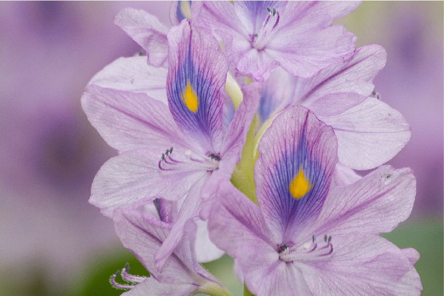 Water hyacinth