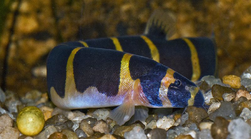 Kuhli Loach