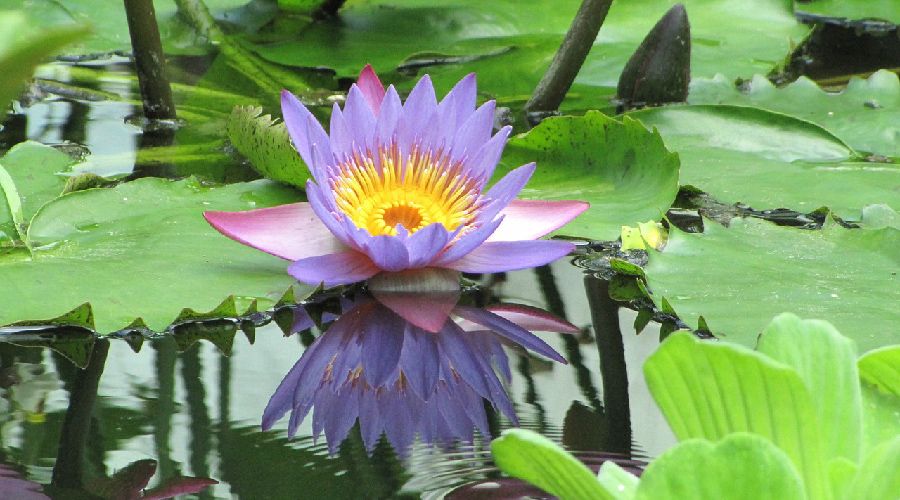 Nymphaea