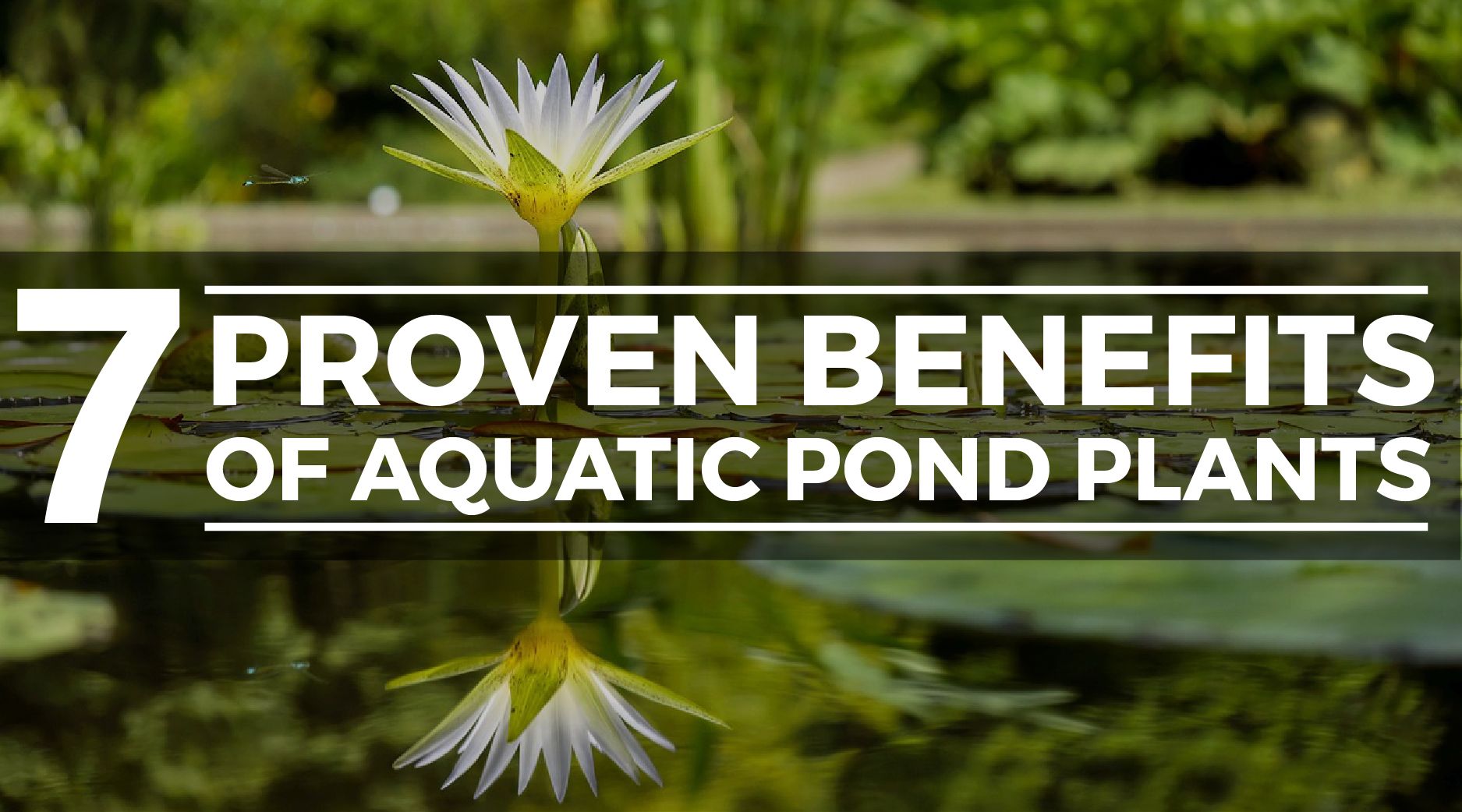 pond plant benefits