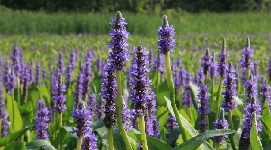 Pontederia cordata