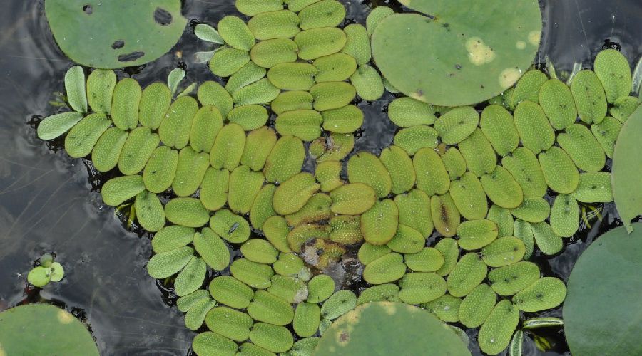 Salvinia natans