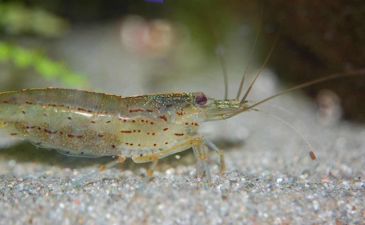 13 Compatible Gourami Tank Mates The Complete Guide