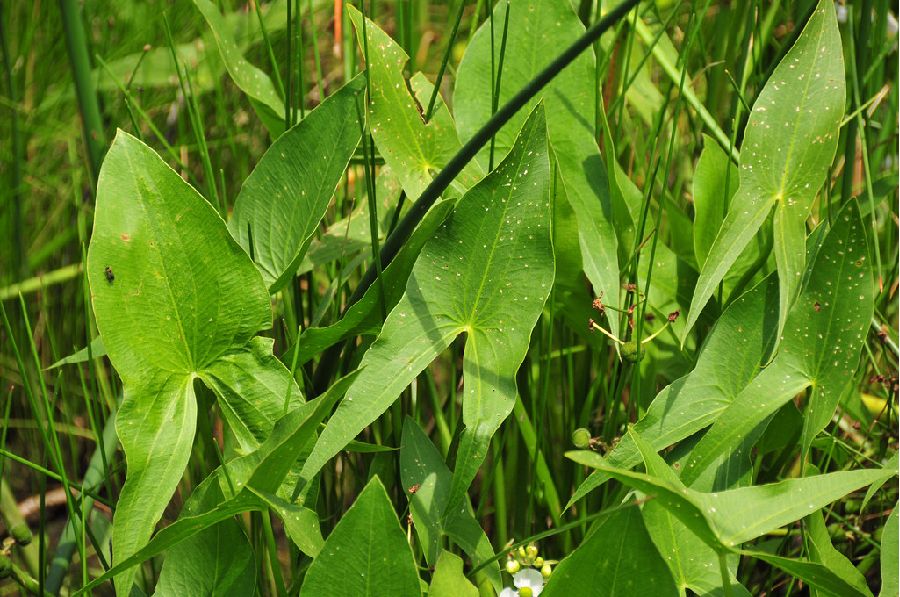 arrowhead pond plant