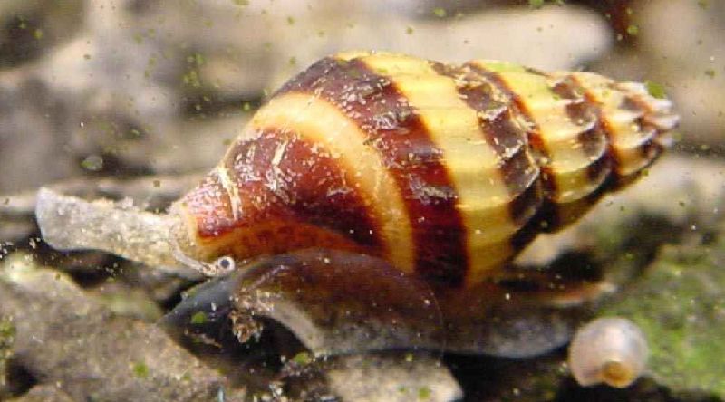 assassin snail