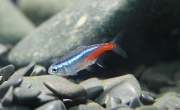 cardinal tetra