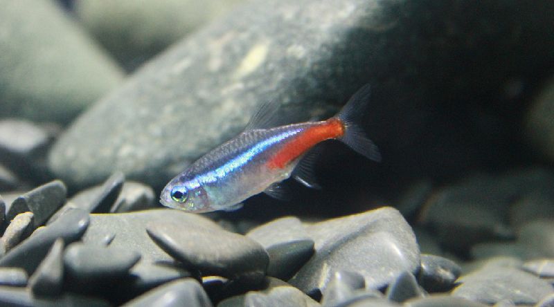 cardinal tetra