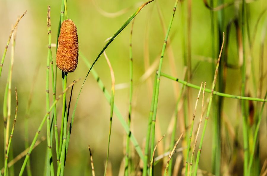 cattail pond plant