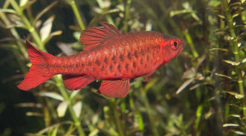 cherry barb