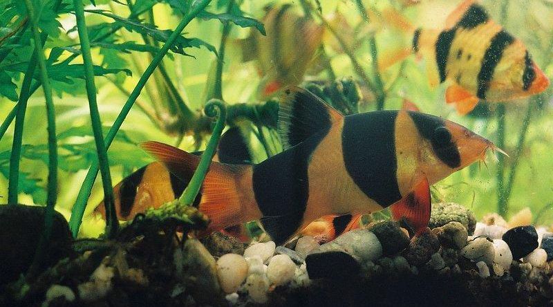 clown loach