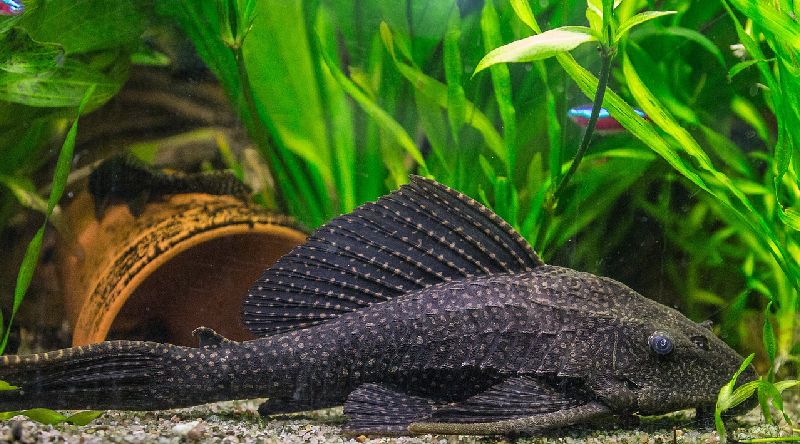 common pleco