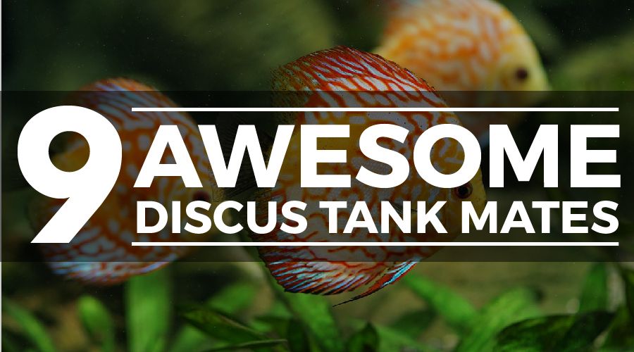 discus tank mates