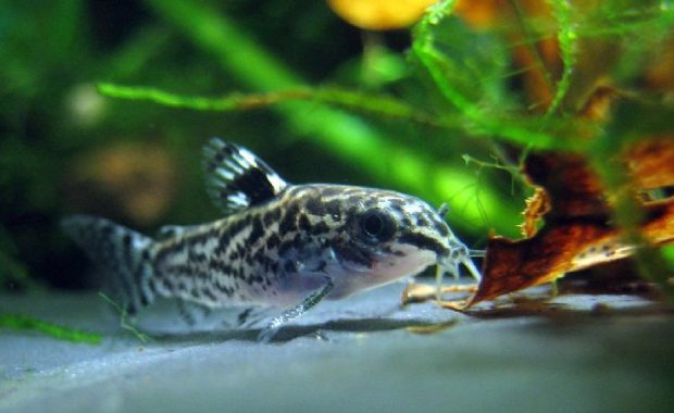 dwarf corydoras